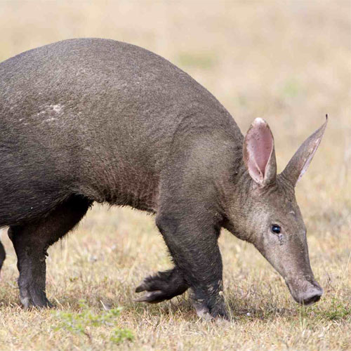 Aardvark